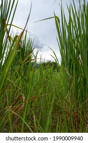 Kunai grass at Mae Wang District, Chiang Mai Province, Thailand.