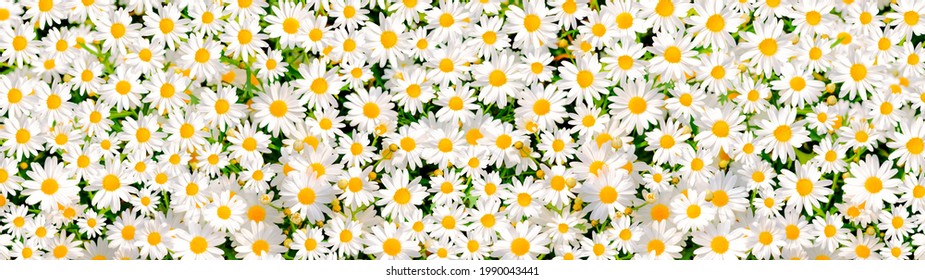 Wilde Gänseblümchenblumen, die auf der Wiese wachsen, weiße Kamille auf grünem Grashintergrund. Oxeye Daisy, Leucanthemum vulgare, Gänseblümchen, Dox-Eye, Gänseblümchen, Hundegänseblümchen, Gartenkonzept.