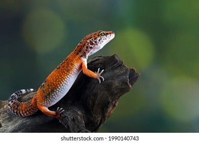 kadal leopard gecko di atas kayu, eublepharis macularius