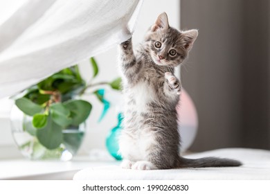 Anak kucing kecil bermain di jendela di bawah sinar matahari pagi