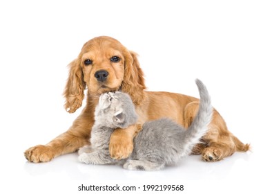 El gatito juguetón besa al amistoso cachorro Cocker Spaniel inglés. aislado sobre fondo blanco.