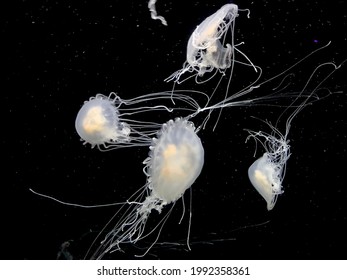 Stunning compass jellyfish in the ocean.