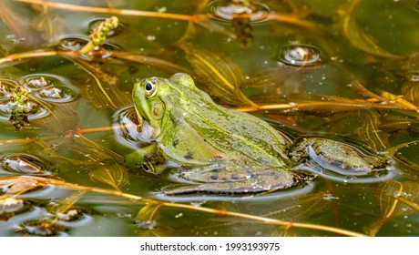 rana esculenta - katak hijau eropa biasa berenang di kolam taman