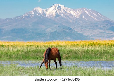 ein wildes pferd und erciyes berg dahinter