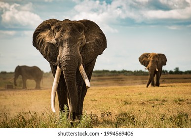クルーガー NP のアフリカのサバンナ平原を不思議に思う大きなタスカー ゾウ