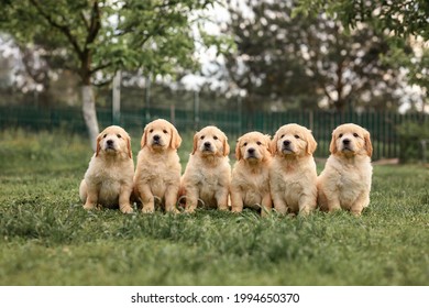 schattige en nieuwsgierige Golden Retriever-puppy's. kleine schattige golden retriever-puppy van een maand. 6 puppy's
