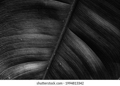 Black and white leaf texture background