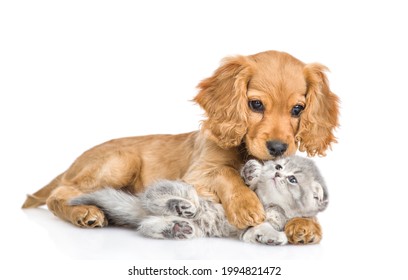 El juguetón cachorro de cocker spaniel inglés abraza y besa a un gatito gris. aislado sobre fondo blanco