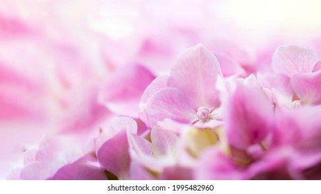 Nahaufnahme von rosa Hortensienblüten. Abstraktes Blumenfahnenbild