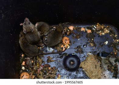 Ratten in een prullenbak, familie ratten, familie van ratten opgesloten in een vuilnisbak