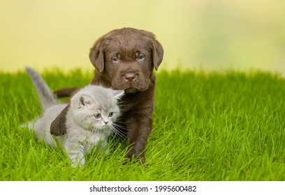 El cachorro juguetón Chocolate Labrador Retriever abraza al gatito en la hierba verde de verano. Espacio vacío para texto