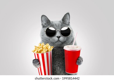 Un gato hipster genial con gafas de sol vintage sostiene palomitas de maíz y una taza de bebida de papel. Gatito ve una película y come bocadillos. Idea de concepto divertido