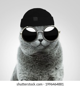 Cool stijlvolle Britse hipster kat met modieuze vintage ronde zonnebril en een zwarte hoed in de studio op een grijze achtergrond. Creatief idee en mode