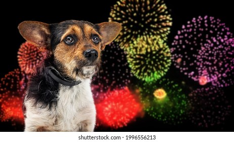 Small nervous dog afraid of loud Fourth of July fireworks display