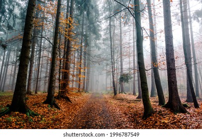 Un sendero en el bosque de otoño brumoso. Sendero del bosque brumoso en escena de otoño. Sendero del bosque brumoso de otoño. Sendero del bosque de otoño en la niebla