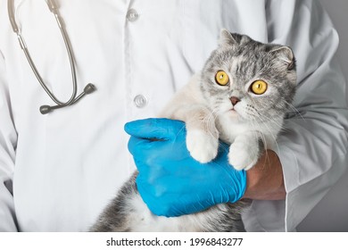 診療所でスコティッシュフォールドの猫を保持している獣医のクローズ アップ