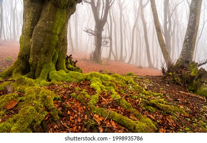 Raíces de árboles cubiertos de musgo en el bosque de otoño. Raíces cubiertas de musgo del árbol del bosque en la niebla del otoño. Raíces de los árboles del bosque brumoso en otoño. Otoño brumoso bosque árbol musgo raíces