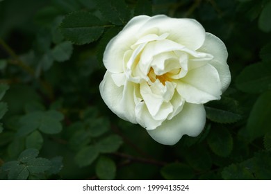 Rose weiß-rosa Farbe im Rosengarten im Vintage-Stil. Foto in hoher Qualität