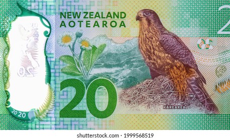 Karearea New Zealand falcon Conservation, Portrait from New Zealand 20 Dollars 2015 Banknotes.