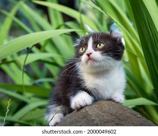 Little kinkalow kitten sits on a stone in the garden