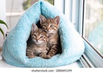 Twee kortharige tabby kittens slapen in een blauw zacht huis