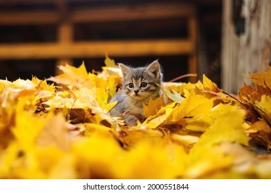 grijs katje in herfstbladeren