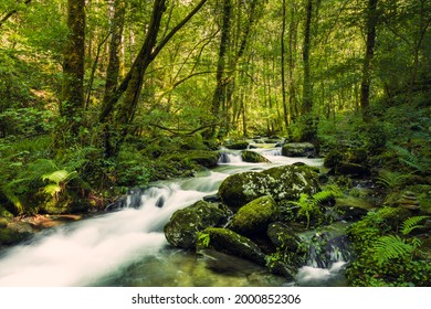 Unberührter Bach im Wald. Fluss Sesin im Naturpark As Fragas do Eume in Galizien, Spanien.