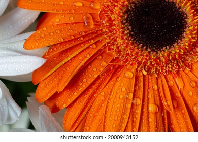 Nahaufnahme orangefarbene Gerbera-Blütenblätter, die mit Tautropfen auf einem Hintergrund aus weißen Kamillen bedeckt sind. Gerbera Jamesonii