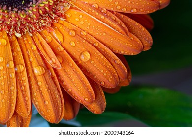 Nahaufnahme orangefarbene Gerbera-Blütenblätter, die mit Tautropfen auf einem Hintergrund aus grünen Blättern bedeckt sind. Gerbera Jamesonii