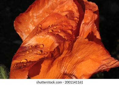 Flor de amapola después de la lluvia. foto de alta calidad. enfoque selectivo