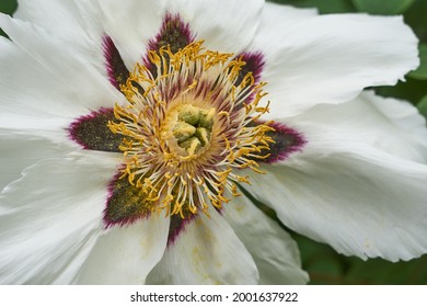 Blooming pink tree peony in a botanical garden. Close-up. High quality photo