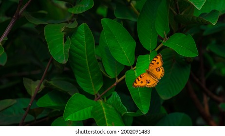 A lovely butterfly sit on the green leaf. I captured this image on August 11, 2018, from Dhaka, Bangladesh, South Asia