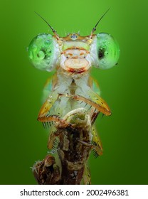 イトトンボをクローズ アップ昆虫マクロ撮影