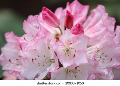 Mooie Roze Rhododendron Hybridum "Silvia"