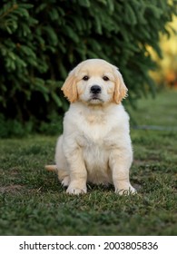 草の上に太陽の下で横になっている若いかわいいゴールデンレトリバーの子犬。生後6週間のゴールデンレトリバーの子犬