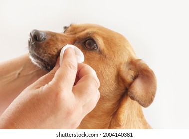 De procedure voor het reinigen van de ogen van de hond. De hand van een vrouw met een wattenschijfje .animal care concept.