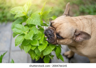 Franse bulldog geniet van het eten van groenteplanten in de tuin.