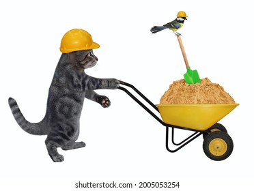Un constructor de gatos grises con un casco de construcción empuja una carretilla llena de arena. Fondo blanco. Aislado.