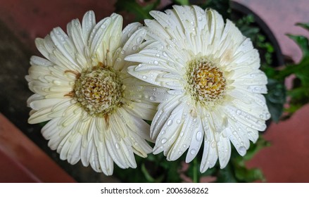 Zwei frische nasse weiße Gerbera-Gänseblümchenblumen mit runden Wassertropfen auf glatter Blütenblattoberfläche nach Regen auf verschwommenem Hintergrund mit Kopienraum. Schöne horizontale Nahaufnahme Makro Detail flach Draufsicht.