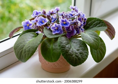 Flor violeta africana saintpaulia en flor en el alféizar de la ventana. Pequeñas flores de color azul y blanco