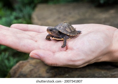 Winzige Baby-Waldschildkröte (Terrapene Carolina), die in der Hand einer Person über einigen Felsen gehalten wird