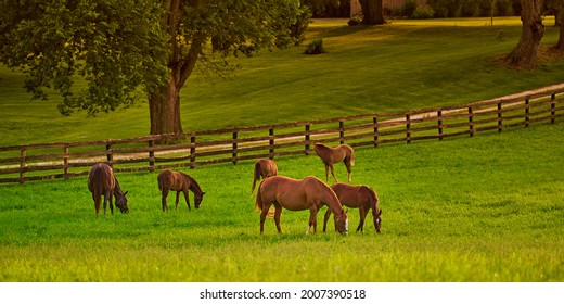 Paarden staren in een veld bij zonsondergang.