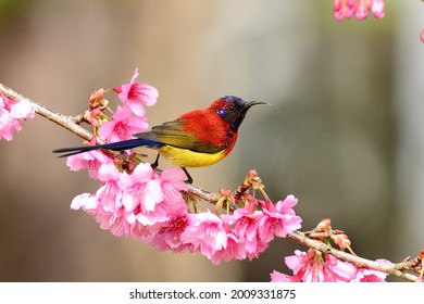 colse-up Mrs.gould's Sunbird zat op een tak prunus cerasoides, mooie vogel, vogels van Thailand