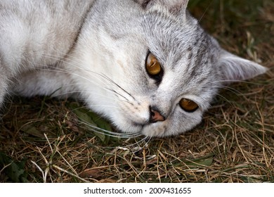 volwassen grijze Schotse rassenkat ligt op een gras, het dier rust. Hoge kwaliteit foto