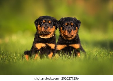 twee schattige rottweiler-puppy's die in de zomer samen buiten zitten