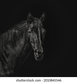 Un hermoso caballo negro mirando a la cámara con ojos inteligentes en un fondo negro