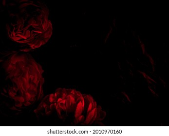Beautiful abstract color black and red flowers on black background, light pink flower frame, pink leaves texture, dark background, valentines day, love theme, red texture 