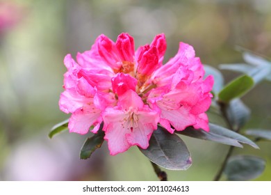 Mooie Roze Rhododendron Hybridum "Silvia"