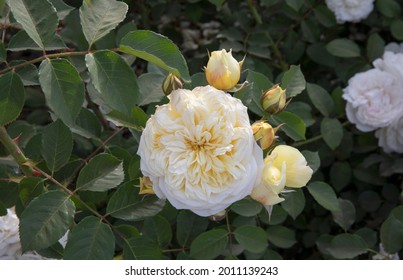 Weiße und hellgelbe Rosen blühen im Park. Detailansicht von Rosa Winchester Cathedral hellgelben Blütenknospen und Blüten aus weißen und gelben Blütenblättern, die im Garten blühen.