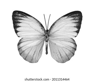 Prachtige vlinder Cepora Nerissa geïsoleerd op een witte achtergrond. Zwart-wit foto.